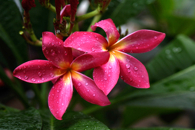 雞蛋花的作用用途以及文化背景