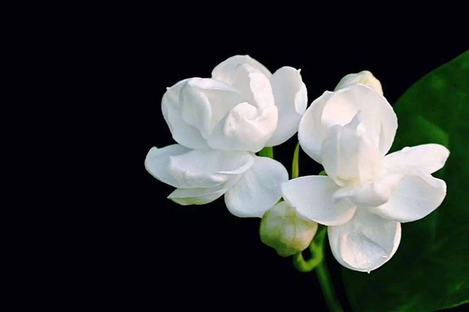 茉莉花的花語以及象徵代表意義
