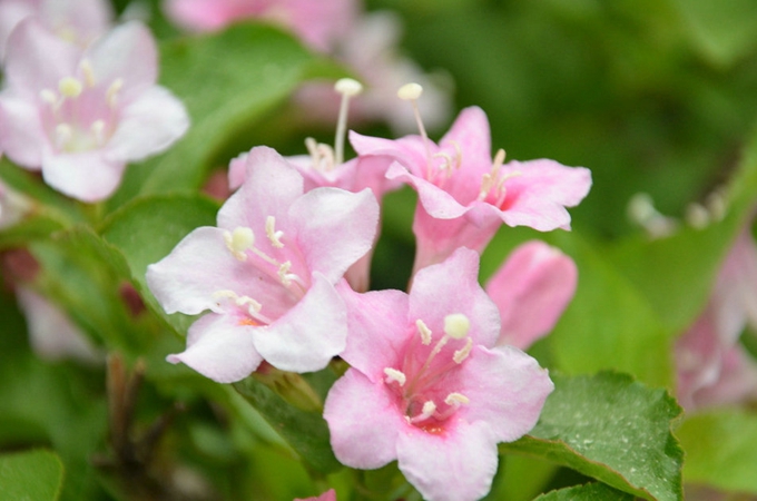 關於海仙花的小知識，快來了解一下吧