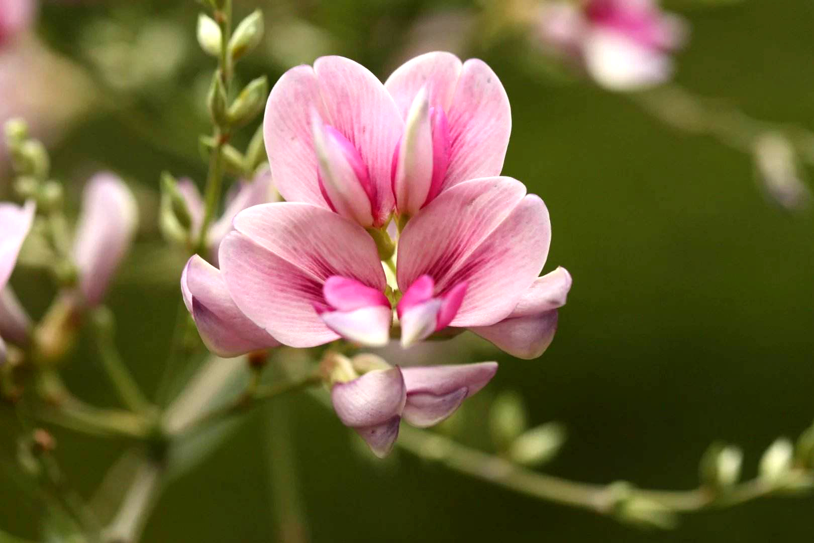 美麗胡枝子的栽培技術以及作用用途