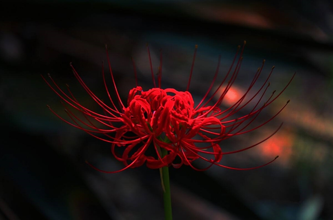 曼珠沙華的花語是什麼？