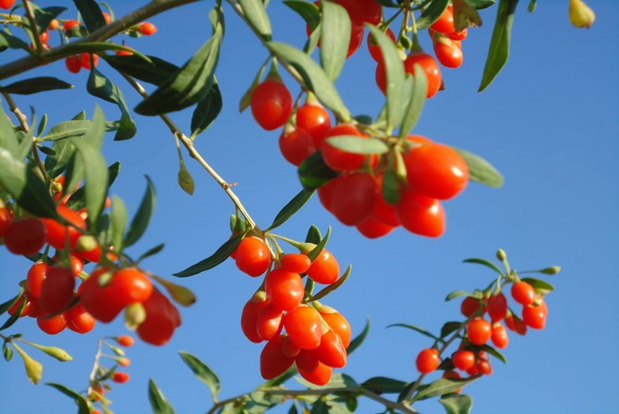 枸杞的繁殖方式以及主要價值