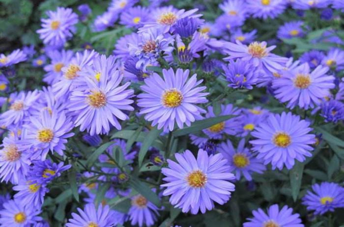 關於紫苑花，你知道它的花語故事嗎？