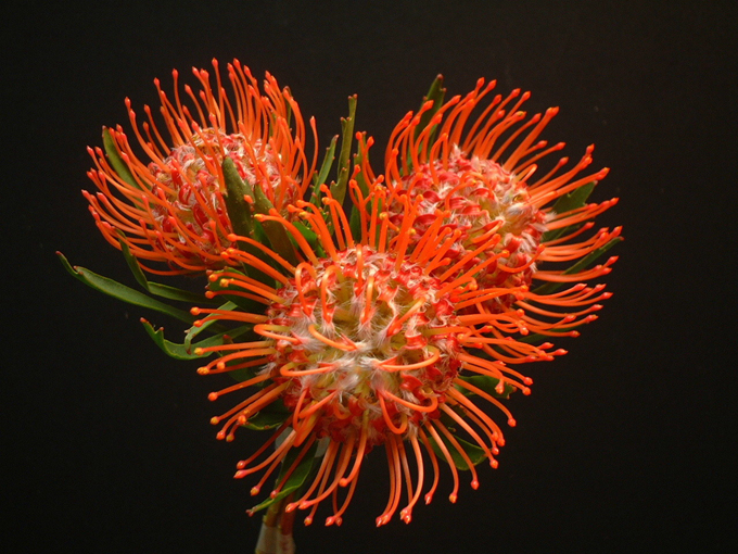 煙花綻放的影子：針墊花