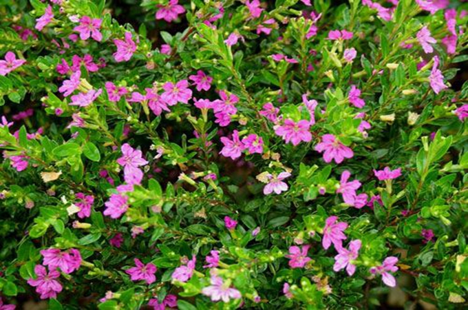 細葉雪茄花，你知道如何養殖嗎？