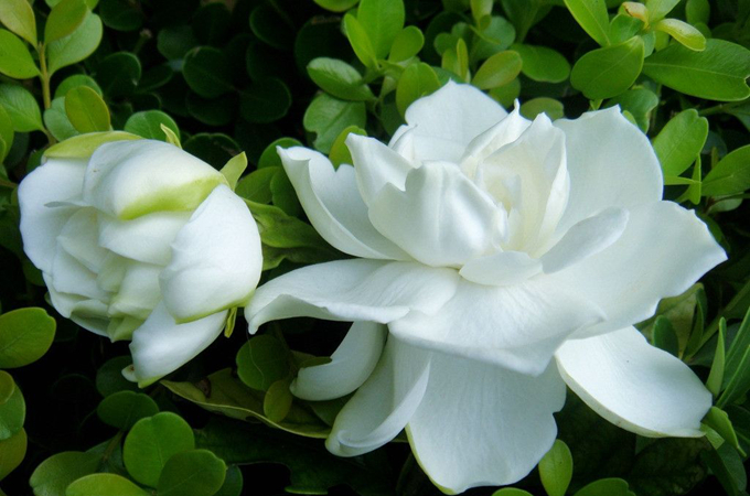 梔子花的花語：永恆的愛與約定
