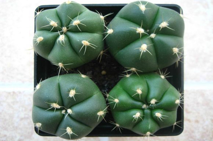 關於聖王丸的小知識，你知道多少呢？