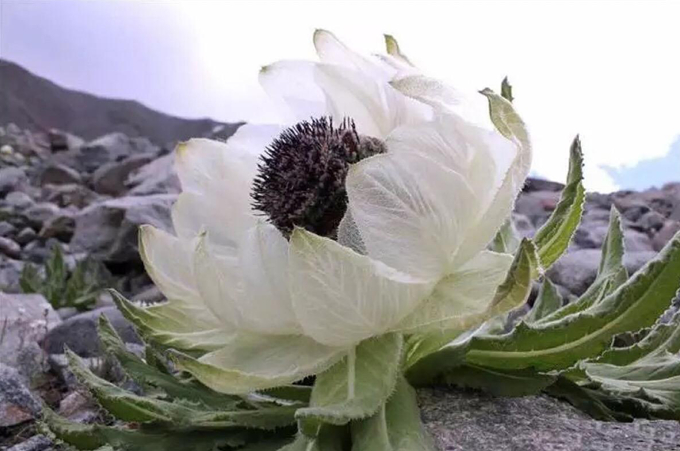 雪蓮的繁殖方式、主要價值以及花語：堅韌、純潔