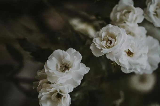 白薔薇的花語和寓意