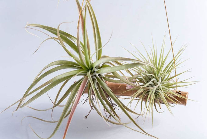 送空氣鳳梨有哪些寓意?