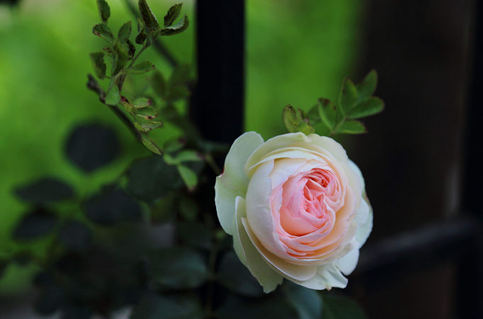 薔薇和玫瑰有什麼區別？