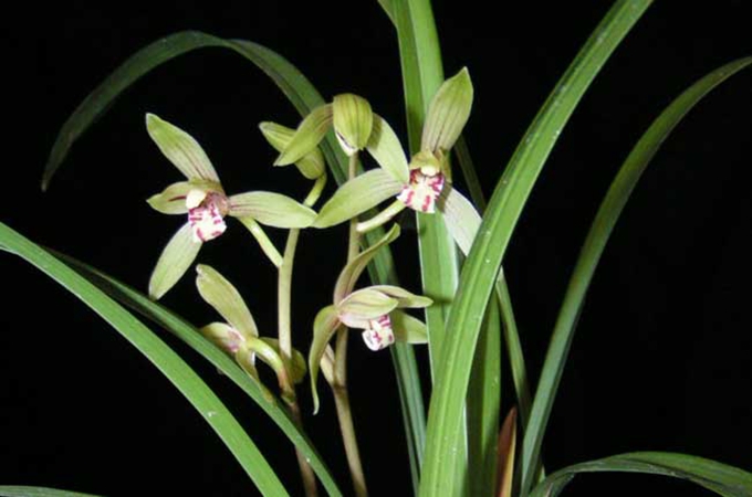 建蘭的品種有哪些?