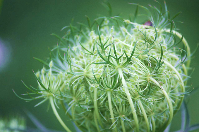 白芷的功效作用以及象徵意義：中國和人民