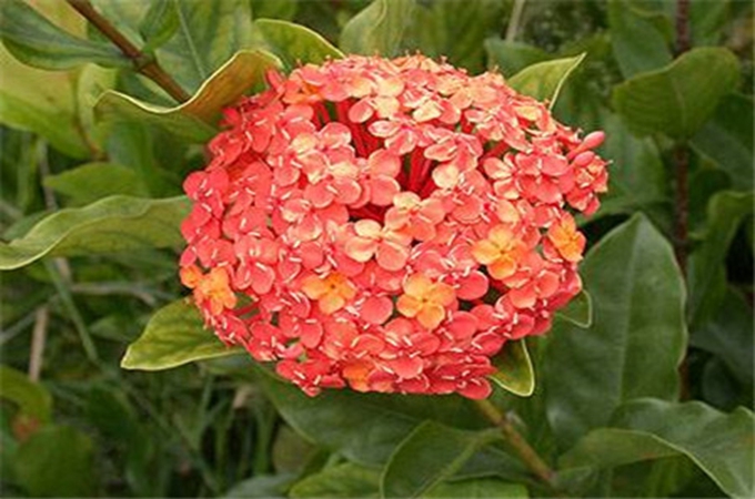仙丹花的作用,它一年能開幾次呢?-蘭亭花集