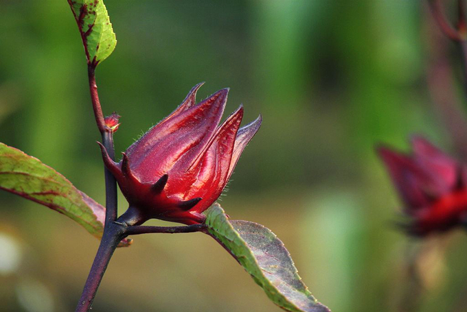 洛神花的養殖方法以及病蟲害防治