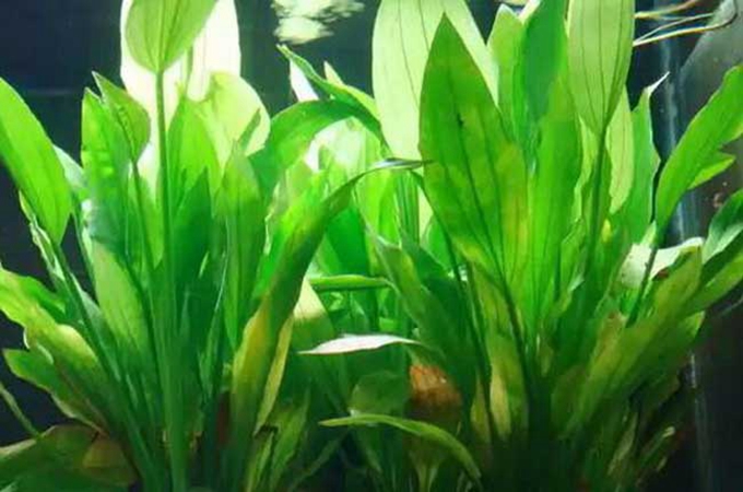 皇冠草葉子發黃怎麼辦？