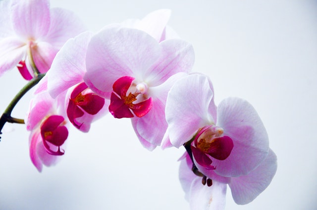 蘭花的花語及傳說