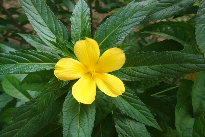 時鐘花的繁殖方法以及注意事項-蘭亭花集