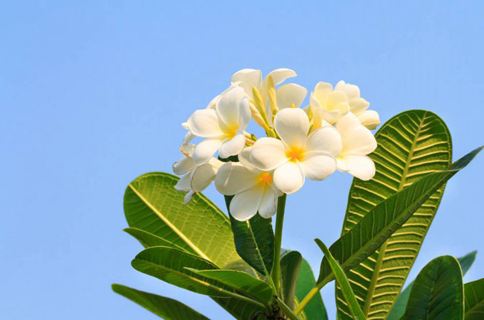 雞蛋花的花語與含義？