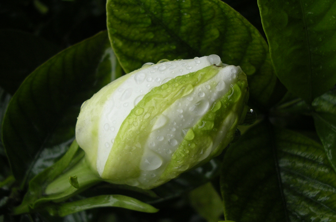 大葉梔子花怎麼養？