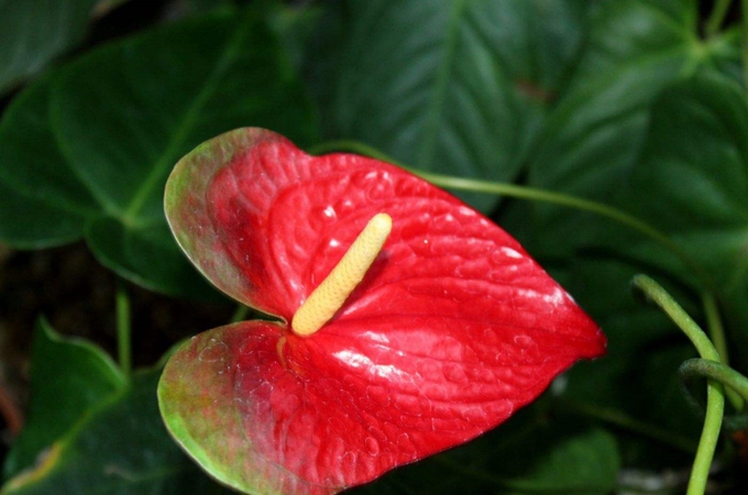 火鶴的寓意和花語