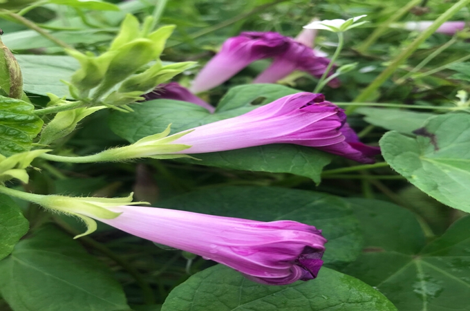 牽牛花有什麼作用？