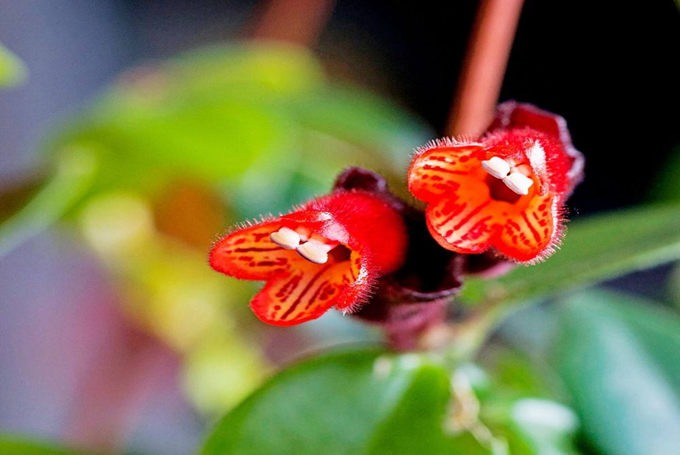口紅花的養殖方法以及繁殖方式、病害防治