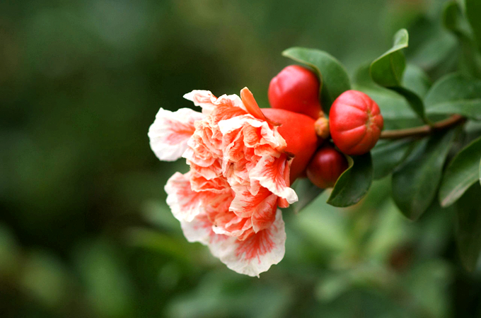 石榴花的花語：成熟的美麗、富貴和子孫滿堂