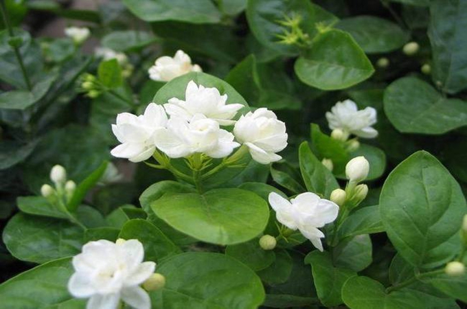 茉莉花的花語是什麼？