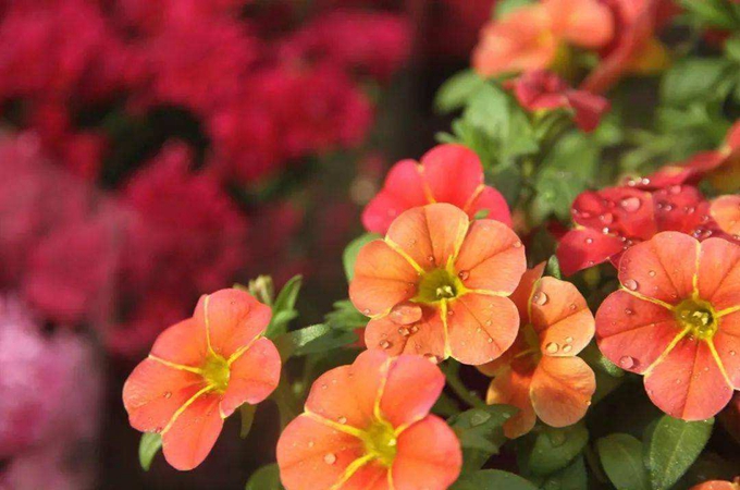 舞春花的澆水方法和病蟲防治