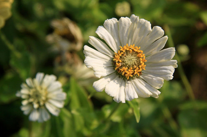 百日菊的花語與傳說?