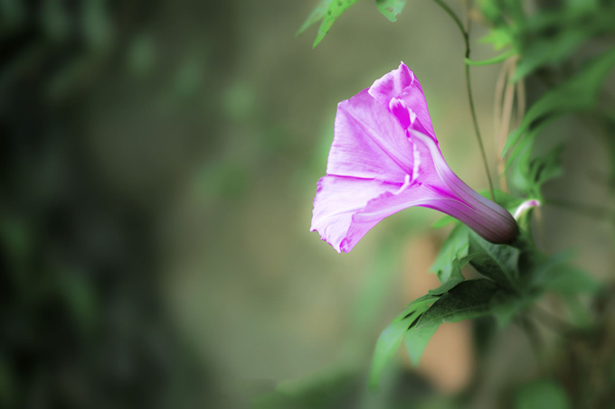 牽牛花的養殖方法以及種植方式
