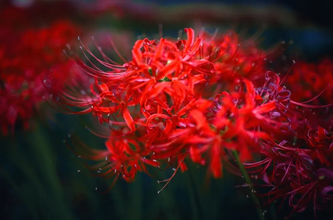 紅色彼岸花的花語