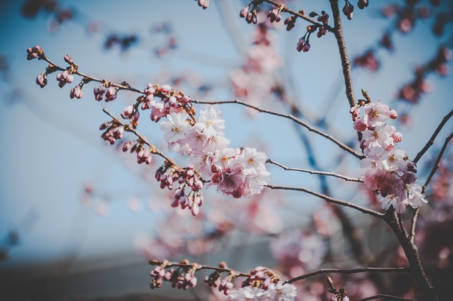 中國花歷中十二月花神的由來與傳說