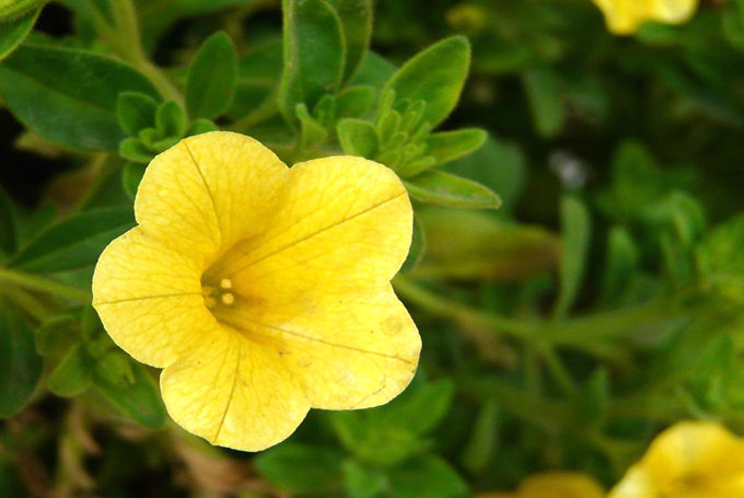 舞春花的養殖方法以及注意事項