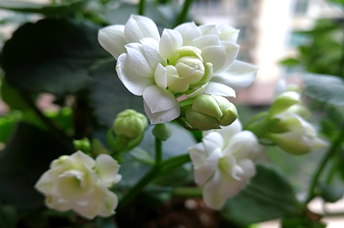 長壽花的花語是什麼？適合送什麼人？