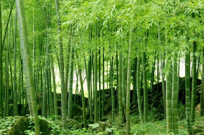 竹子象徵著正氣,關於它的一些分類呢?