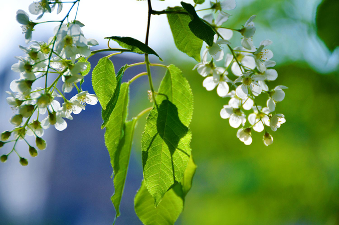 稠李的主要價值以及花語：堅持自我