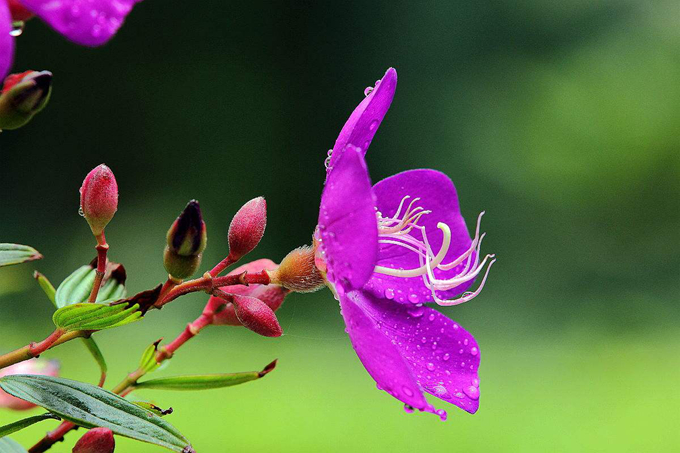 野牡丹的養殖方法以及繁殖方式