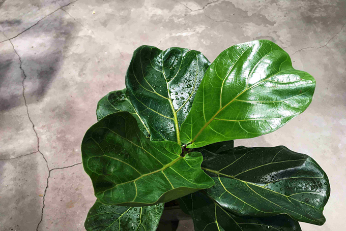 琴葉榕的繁殖方式以及作用用途