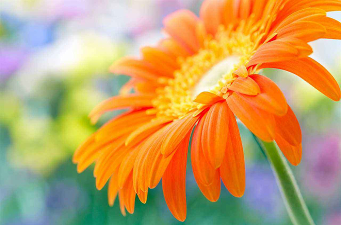 非洲菊的主要價值以及花語：象徵神祕、有毅力