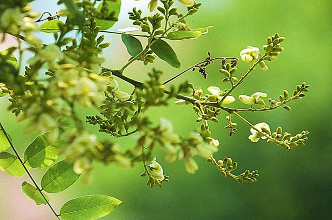 國槐的種植方法和扦插方法