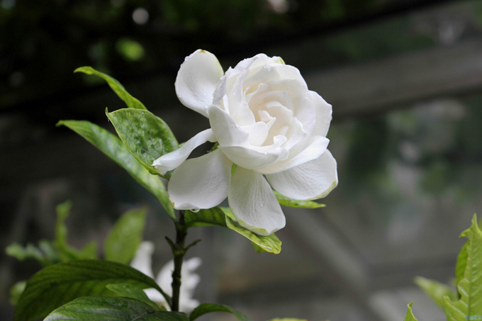 梔子花葉子發黃怎麼辦？