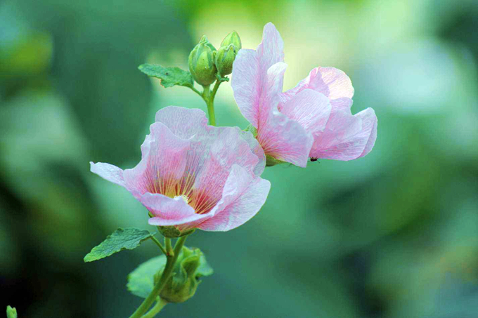 送朋友芙蓉花代表什麼含義？
