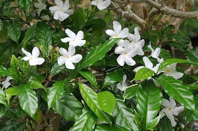 狗牙花有毒嗎，它與梔子花有什麼區別呢？
