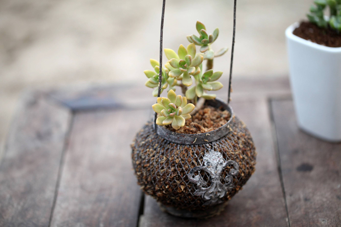 天狗之舞的栽培技術以及繁殖方式