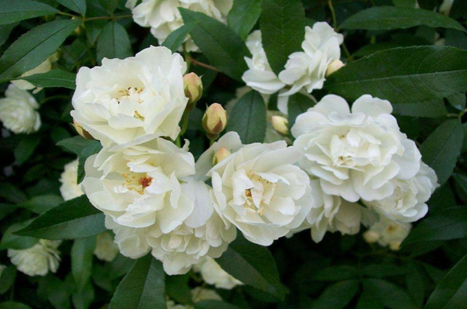木香花的花語和養殖方法