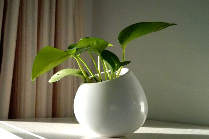 綠蘿的養殖方法以及常青技術、注意事項