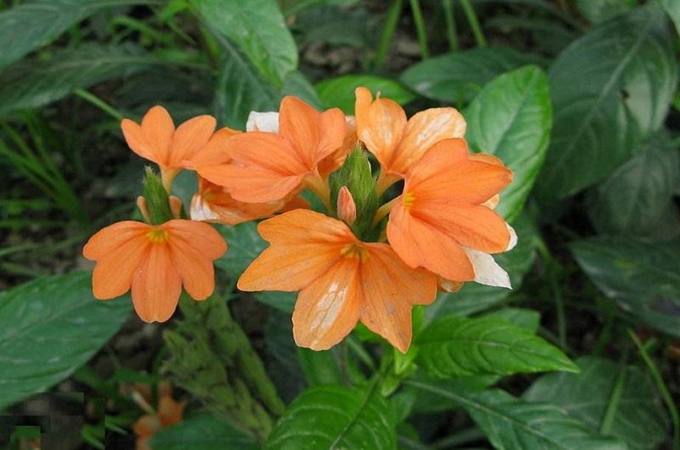 鳥尾花的花期以及養殖方法