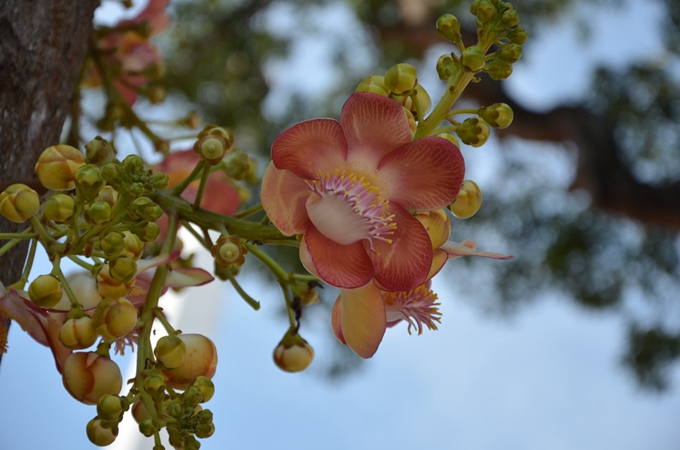 菩提樹：夫婦之愛，白頭到老